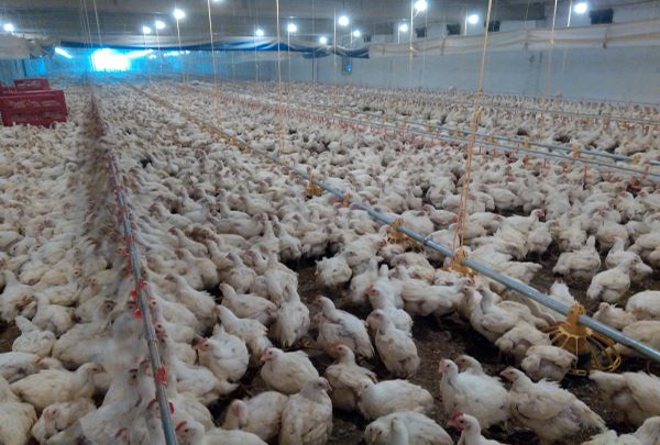 Kümes Dezenfekte ve Dezenfeksiyon Sistemleri Kümes Dezenfekte ve Dezenfeksiyon Sistemleri